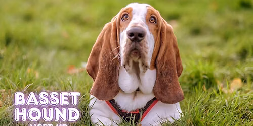 Basset Hound Meet Up