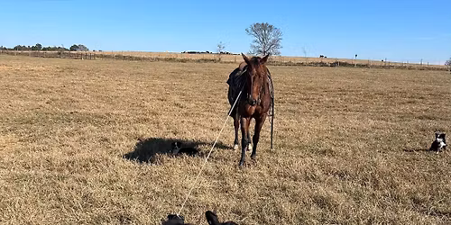 Special Replacement Female and Bull Sale at Cattleman's Brenham Livestock