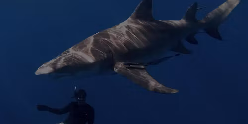 Sharks Tour & Trivia: The Depths Have Teeth