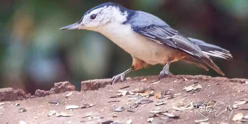Albany Audubon Society's November Meeting