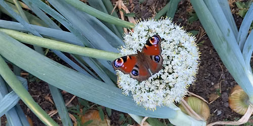 Kaleidoscope Field Big Butterfly Count