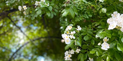 Sommervandring i botanisk hage