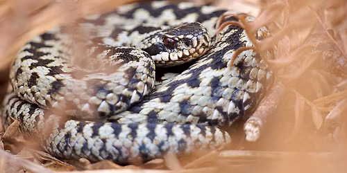 The ecology of Hampshire's Lizards, Snakes, Frogs, Toads and Newts