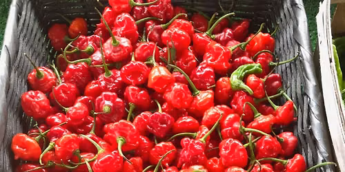 Pepper Party! Drying Peppers