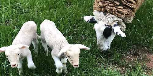 Shepherding 101