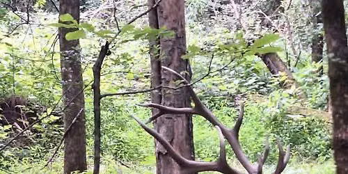 OHLBC Bowhunting Challenge and Distance