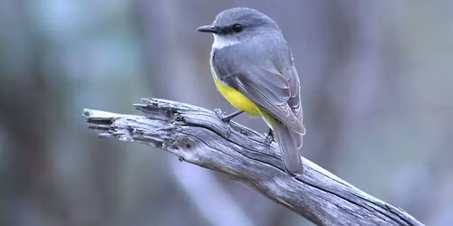 Flynn Road, Mundaring - morning excursion