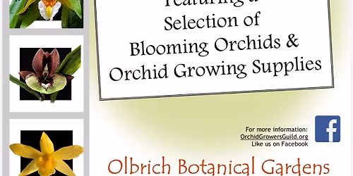 Spring Orchid Sale