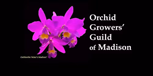 Spring Orchid Sale