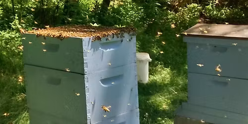 Bees 204: Colony Increase 2026