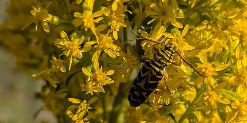 Creating Beneficial Habitat in your Farm or Garden