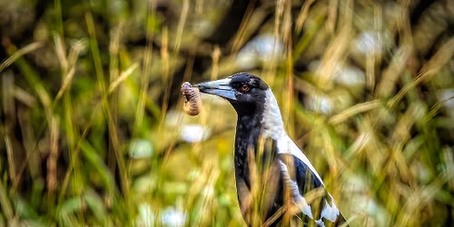 Mornington Peninsula Bird Festival