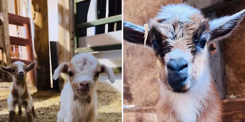 Goat Snuggles & Shopping 