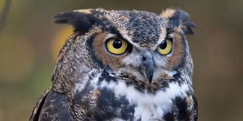 Curious Naturalist: Night Owl Edition