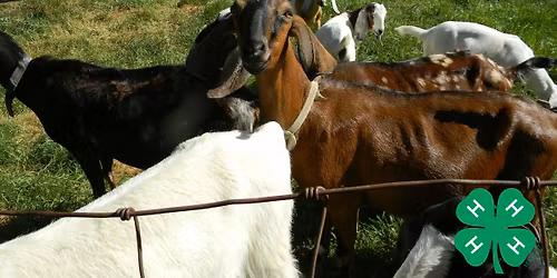 Livestock Learn and Fun Day