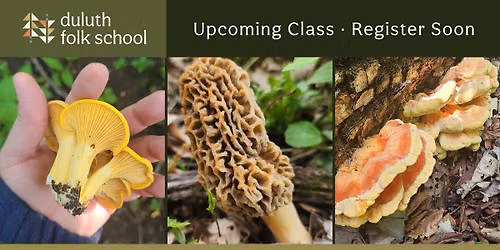 Wild Mushrooms 101
