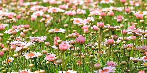 AcuBoston Workshop Series: Spring Nutrition Reset