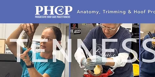 Anatomy, Trimming and Hoof Protection - Tennessee