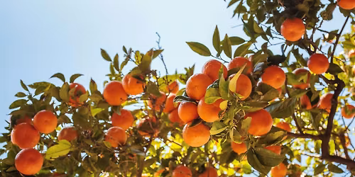 Friendsgiving at Jalama Valley Ranch