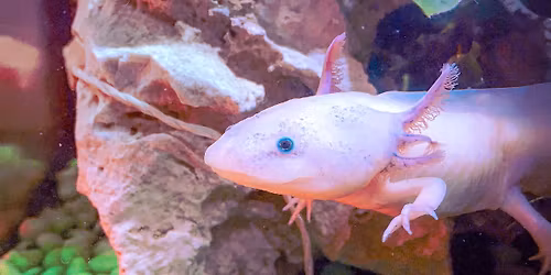 Discovery Days: Awesome Axoltols