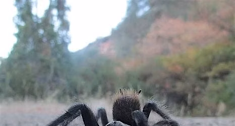 How I Learned To Love Tarantulas\/Evening Nature Walk