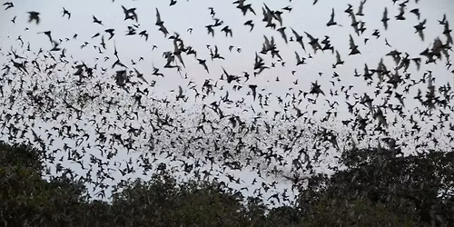 A Cloud of Bats Halloween Party \u2013 part of our Halloween Weekender