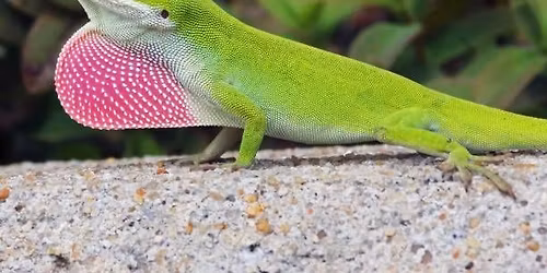 Wildlife Wonderings -- Green and Brown Anoles