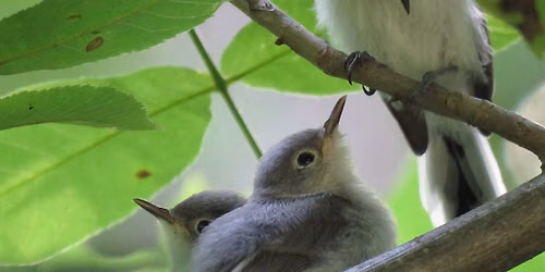 Birding Sweet Run