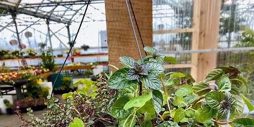 Herb Hanging Basket Workshop