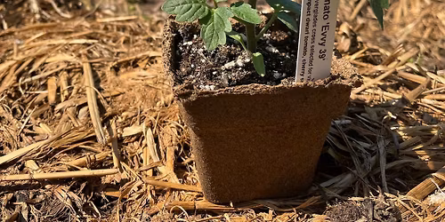 Garden Demo Day: Tomato Plant Care 101