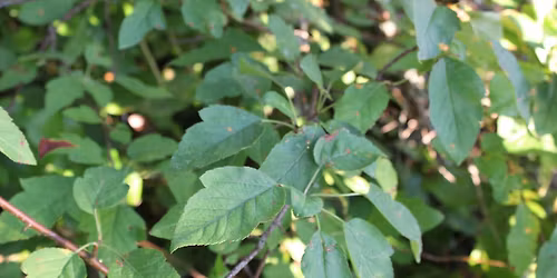 Southwestern Washington Field Trip: Ethnobotany Immersion Course Month 4