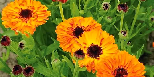 Calendula workshop - 2nd in the series of 6 herbs in 6 months