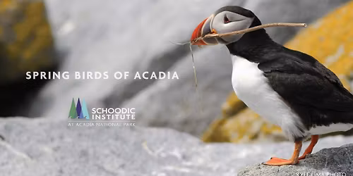 2026 Spring Birds of Acadia with Puffin Cruise (FULL)
