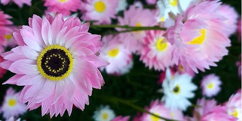 Saturday Plant Sale