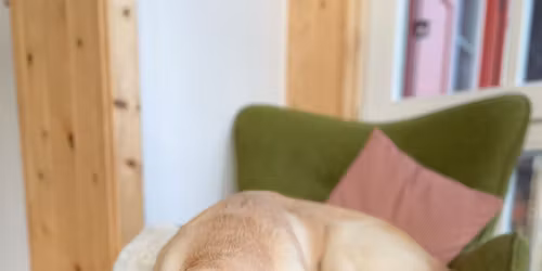 Hunde-Retreat f\u00fcr mehr Gelassenheit und Entspannung im Alltag