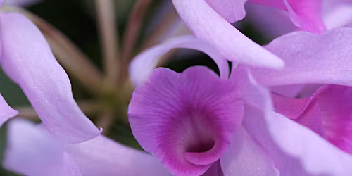 Orchid Odyssey - Adult Class