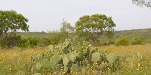 The Wonder of Texas' Native Plants