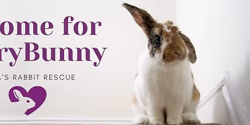 Meet the Bunnies! at PetSmart Ames