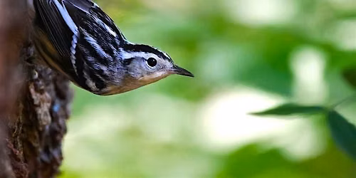 Birding on Roosevelt Island with Julius Marinov