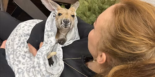 Kangaroo Meet & Greet + Hold a Baby Kangaroo