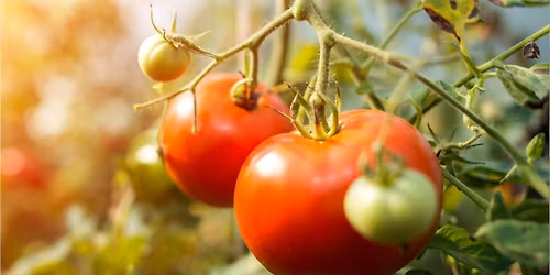 FREE WORKSHOP: Tomato Mastery