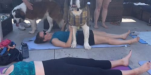 Saint Bernard Yoga at Spenga!