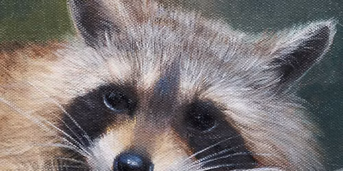 Paint Nights in Missoula! - Resting Raccoon