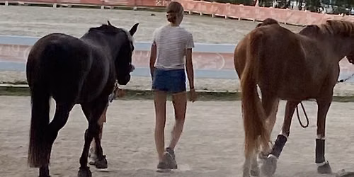Everything and the Horse Kamp 