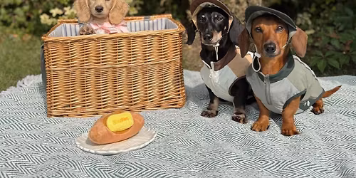 Low Rider Dachshund Rescue Volunteer Appreciation Picnic