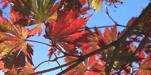 Baum(t)raum \u2013 herbstbunt!