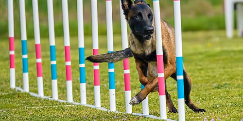 T\u0159eb\u00ed\u010d - Complex dog - dvojzkou\u0161ky + jumping pro v\u0161echny s POODLE 3D