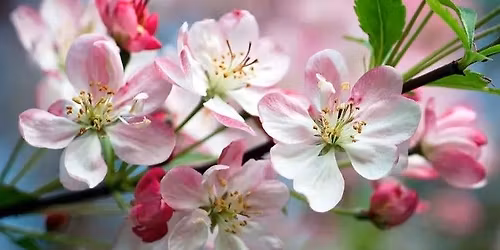 Apple Blossom Festival Pre Event: Fox-Wolf Watershed Clean up Along the Apple Creek Trail
