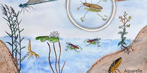 Les petites b\u00eates de la mare