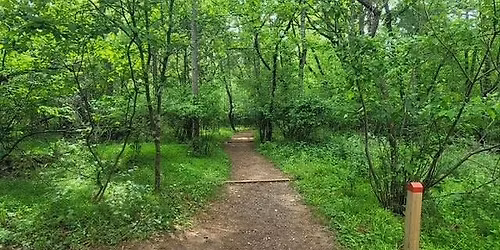 Guided Walk:  Springtime into Summer in the Forest at Ivy Creek